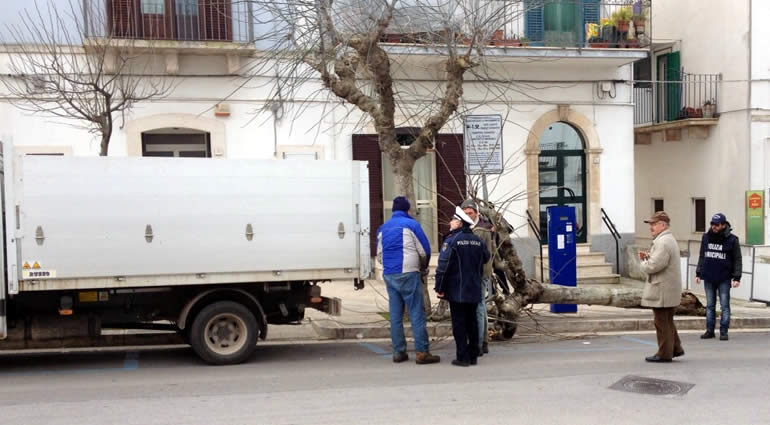 Abbattuto un albero in via Cavour: spavento tra residenti e passanti