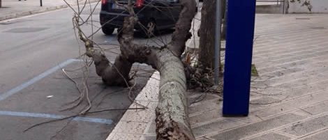 Immagine 3: Abbattuto un albero in via Cavour: spavento tra residenti e passanti