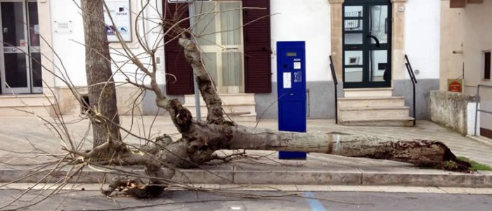 Immagine 2: Abbattuto un albero in via Cavour: spavento tra residenti e passanti