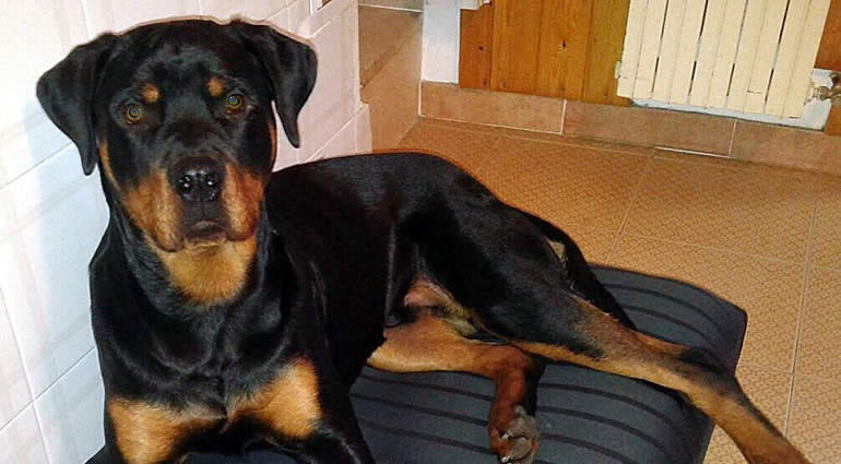 Il cane del vicino abbaia troppo e lui tenta di avvelenarlo