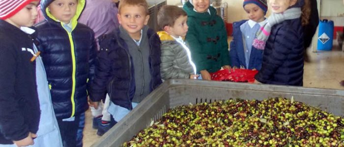 Immagine 2: Scuola Guarella: i bambini 'fanno' l'olio