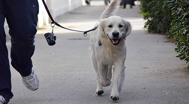 50 euro di multa per ‘i cani’ che sporcano