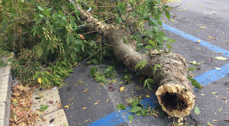 Cade grosso ramo in via Cavour: emergenza alberi